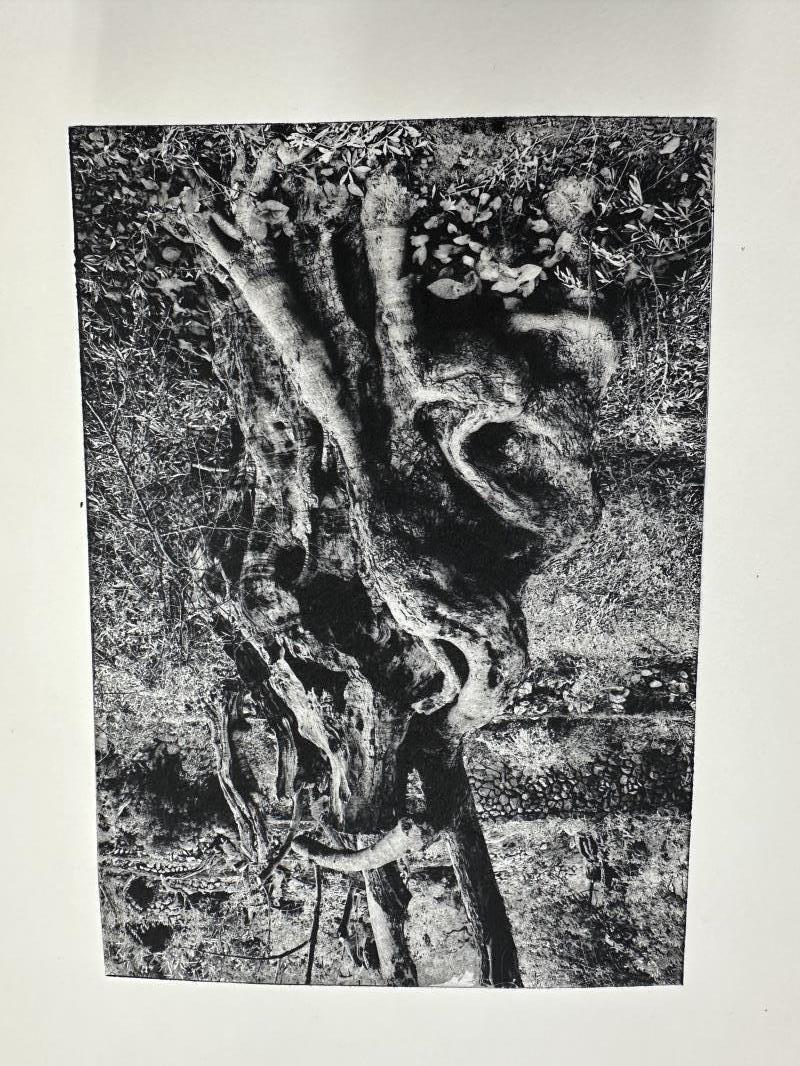 Ancient Olive
